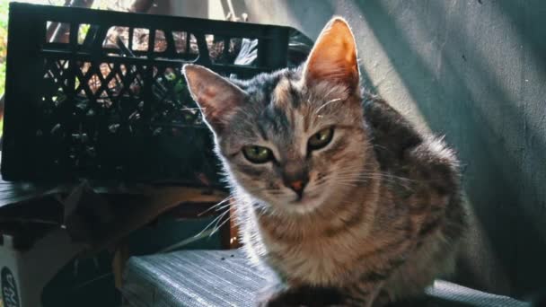 Pisica Singuratică Fără Adăpost Doarme Pervazul Ferestrei Aerul Curat Pisici — Videoclip de stoc