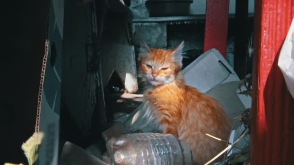 One Homeless Kitten Sit Bask Sun Hungry Cold Little Cat — ストック動画