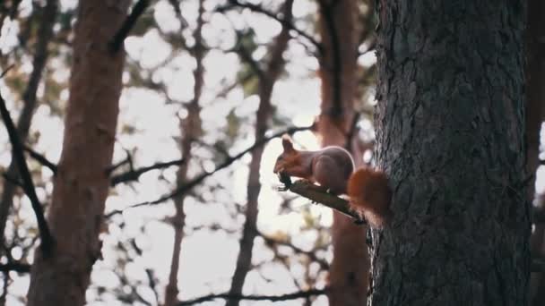 귀여운 다람쥐는 가지에 앉아서 너트를 먹습니다 장난스러운 다람쥐가 소나무의 줄기를 — 비디오
