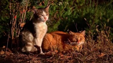Evsiz kediler sonbahar yaprakları üzerinde parkta yatarlar. Aç pis kediler sonbahar ormanlarında güneşin tadını çıkarırlar. Sonbahar atmosferinde sokak kedileri.