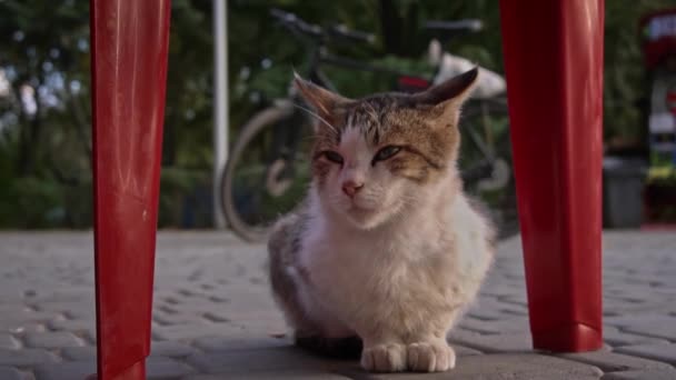 Hemlös Katt Ligger Parken Höstlöv Hungrig Smutsig Katt Badar Solens — Stockvideo