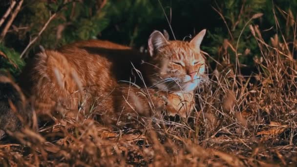 Obdachlose Katze Liegt Park Auf Herbstblättern Eine Hungrige Schmutzige Katze — Stockvideo