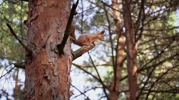 可爱的红松鼠坐在树枝上吃坚果 一只爱开玩笑的小松鼠沿着松树树干散步 — 图库视频影像
