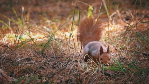 Esquilo Vermelho Bonito Corre Pela Floresta Busca Comida Pequeno Esquilo — Vídeo de Stock