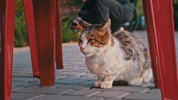 노숙자 고양이는 공원에 있습니다 숲에서 광선에 배고픈 더러운 고양이 바구니 — 비디오