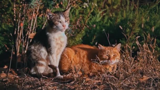 Bezdomne Koty Leżą Parku Jesiennych Liściach Głodne Brudne Koty Wygrzewają — Wideo stockowe