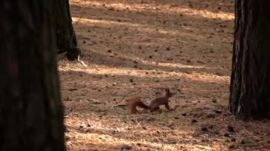 Tatlı kırmızı sincap yiyecek aramak için ormanda koşar. Küçük şakacı bir sincap çimenlerdeki çam ağaçlarının gövdeleri arasında yürüyor..