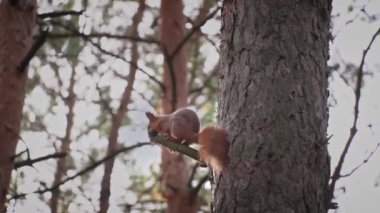 Şirin kırmızı sincap bir ağaç dalına oturur ve fındık yer. Küçük şakacı bir sincap çam ağaçlarının gövdelerinde yürüyor..