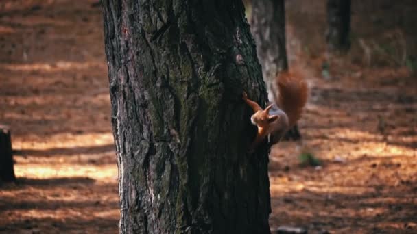 Cute Red Squirrel Sits Tree Branch Eats Nut Small Playful — Stock Video