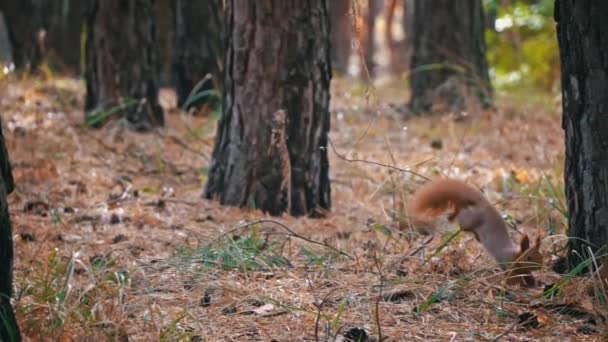 귀여운 다람쥐는 음식을 실행됩니다 다람쥐는 잔디에있는 소나무 나무의 사이를 — 비디오