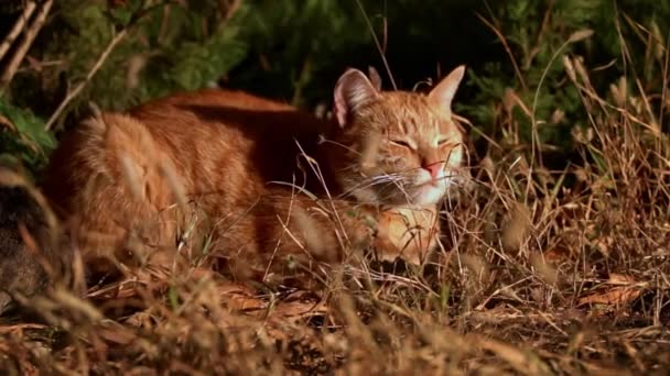 Bezdomny Kot Leży Parku Jesiennych Liściach Głodny Brudny Kot Wygrzewa — Wideo stockowe
