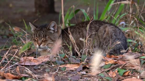秋天的树叶让无家可归的猫躺在公园里 秋天的森林里 一只饥饿的脏猫在阳光下晒太阳 秋天里的街头猫 — 图库视频影像