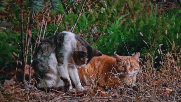 Безпритульні Коти Лежать Парку Осінньому Листі Голодні Брудні Коти Стрибають — стокове відео