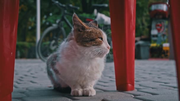 Gato Sin Hogar Encuentra Parque Las Hojas Otoño Gato Hambriento — Vídeos de Stock