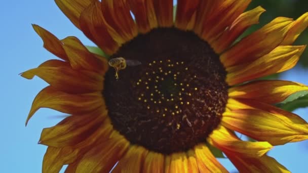 Zbliżenie Słonecznika Którym Siedzi Pszczoła Duże Pole Słonecznikami Które Zapylane — Wideo stockowe