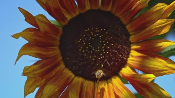 ミツバチが座っている太陽の花のクローズアップ 夏にミツバチによって研磨される太陽の花を持つ大きなフィールド 黄金の花びらとサンフラワー 蜂が花の上に座って蜜を集める — ストック動画