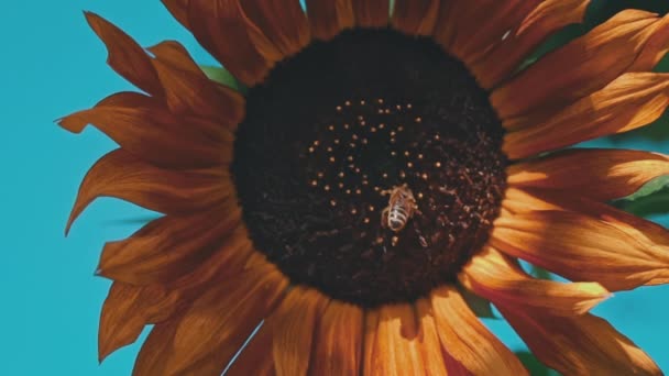 Крупный План Подсолнуха Котором Сидит Пчела Большое Поле Подсолнухами Опыляемыми — стоковое видео