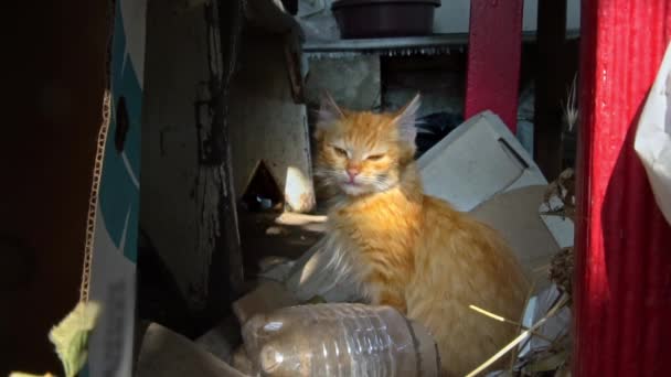 Jeden Bezdomny Kotek Siedzi Zewnątrz Wygrzewa Się Słońcu Głodny Zimny — Wideo stockowe