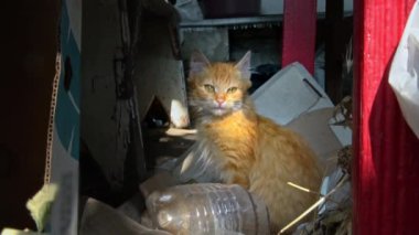Evsiz bir kedi yavrusu dışarıda oturup güneşin tadını çıkarıyor. Aç ve soğuk küçük kedi eski bir masada oturup kendilerini ısıtırlar. Evi olmayan üç renkli kediler..