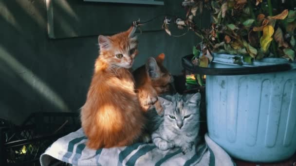 肮脏的流浪猫和它们的妈妈在一个小盒子里取暖 生活在街上的可怜和饥饿的猫 无家可归的动物成堆地睡觉 — 图库视频影像