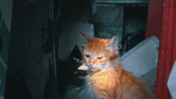 One Homeless Kitten Sit Bask Sun Hungry Cold Little Cat — Vídeo de Stock