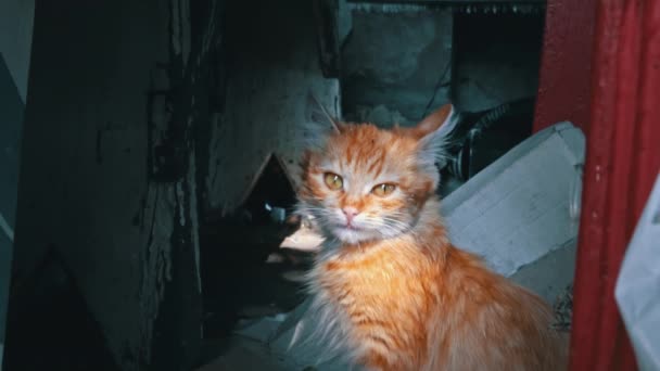 Hjemløs Kattunge Sitter Utenfor Sole Seg Sola Sultne Kalde Katter – stockvideo