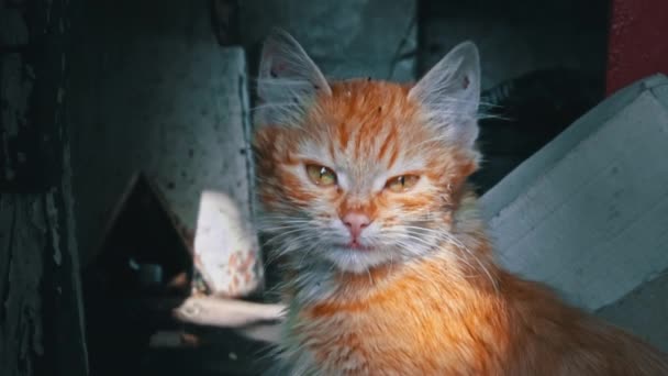 Jedno Kotě Bez Domova Sedí Venku Hřeje Slunci Hladová Studená — Stock video