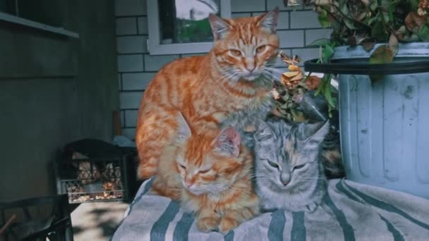 Dreckige Streunende Kätzchen Wärmen Sich Mit Ihrer Mutter Einer Kleinen — Stockvideo