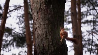 Şirin kırmızı sincap bir ağaç dalına oturur ve fındık yer. Küçük şakacı bir sincap çam ağaçlarının gövdelerinde yürüyor..