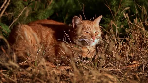 Obdachlose Katze Liegt Park Auf Herbstblättern Eine Hungrige Schmutzige Katze — Stockvideo