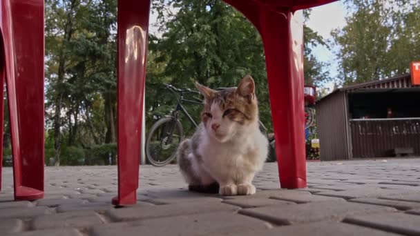 ホームレスの猫は秋の葉の上に公園にいる 空腹の汚い猫が秋の森の太陽の光線に隠れています 秋の雰囲気の中のストリートネコ — ストック動画