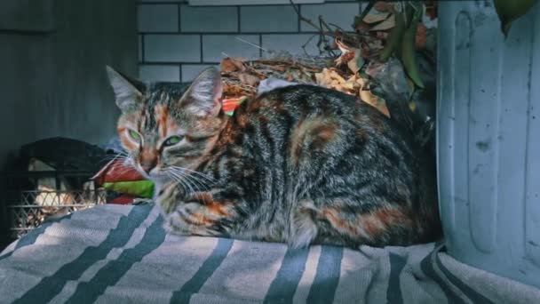 Самотній Бездомний Кіт Спить Підвіконні Свіжому Повітрі Бідні Голодні Кішки — стокове відео