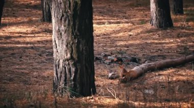 Tatlı kırmızı sincap yiyecek aramak için ormanda koşar. Küçük şakacı bir sincap çimenlerdeki çam ağaçlarının gövdeleri arasında yürüyor..