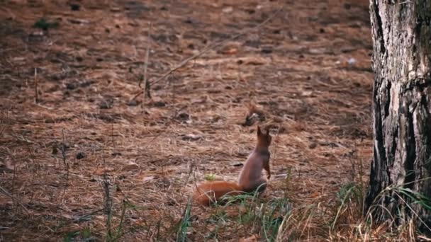 Leuke Rode Eekhoorn Rent Door Het Bos Zoek Naar Voedsel — Stockvideo