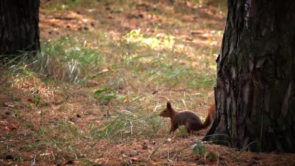 Симпатична Червона Білка Проходить Через Ліс Пошуках Їжі Маленька Грайлива — стокове відео