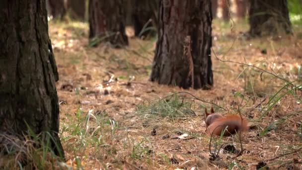 Carino Scoiattolo Rosso Corre Attraverso Foresta Cerca Cibo Piccolo Scoiattolo — Video Stock