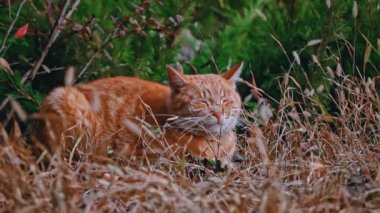 Evsiz kedi sonbahar yaprakları üzerinde parkta yatıyor. Aç, kirli bir kedi sonbahar ormanında güneşin altında güneşleniyor. Sonbahar atmosferinde sokak kedileri.