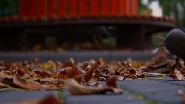 Mans Füße Treten Zeitlupe Auf Herbstblätter Park Ein Junger Mann — Stockvideo