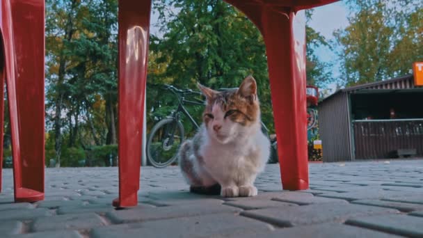 Gatto Senzatetto Trova Nel Parco Sulle Foglie Autunnali Gatto Sporco — Video Stock