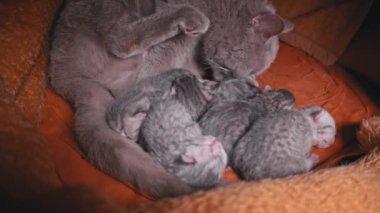 Küçük gri yeni doğmuş kedi yavruları safkan kedi annelerinden süt içerler. Gri evcil kedi yalan söyler ve yavrularını besler. Hayvanlar yavrularını yalıyor. Şirin kediler ebeveyn yemeklerine sürünüyor..