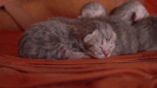 刚出生的灰猫在一堆中睡得很香 纯种的小猫咪躺在一起 小猫咪的诞生 猫的喂食期 — 图库视频影像