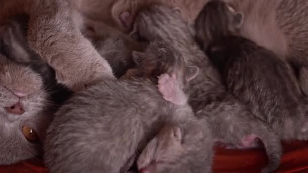 Μικρά Γκρι Νεογέννητα Γατάκια Πίνουν Γάλα Από Την Καθαρόαιμη Γάτα — Αρχείο Βίντεο