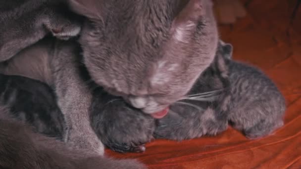 Μικρά Γκρι Νεογέννητα Γατάκια Πίνουν Γάλα Από Την Καθαρόαιμη Γάτα — Αρχείο Βίντεο