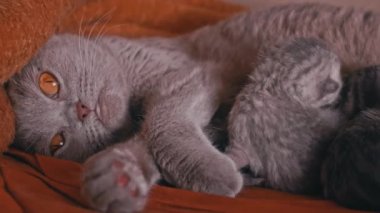 Küçük gri yeni doğmuş kedi yavruları safkan kedi annelerinden süt içerler. Gri evcil kedi yalan söyler ve yavrularını besler. Hayvanlar yavrularını yalıyor. Şirin kediler ebeveyn yemeklerine sürünüyor..