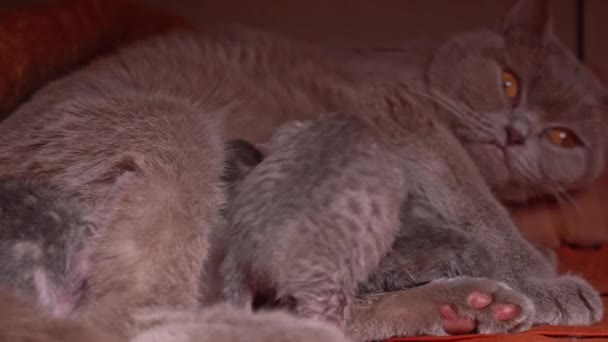 Małe Szare Nowonarodzone Kociaki Piją Mleko Swojej Czystej Matki Kota — Wideo stockowe