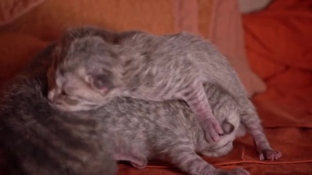 Новорожденные Серые Котята Сладко Спят Куче Маленькие Чистокровные Котята Лежат — стоковое видео