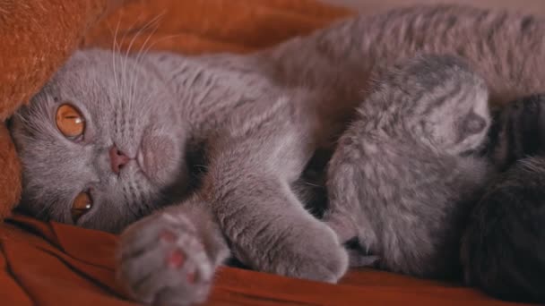 小灰猫从它们纯洁的猫妈妈那里喝牛奶 灰蒙蒙的家猫撒谎 动物舔它的幼崽 可爱的小猫爬向父母的食物 — 图库视频影像