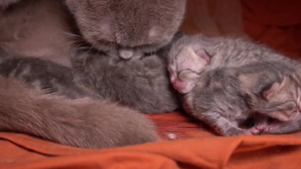 Маленькі Сірі Новонароджені Кошенята Ють Молоко Від Своєї Материнської Кішки — стокове відео