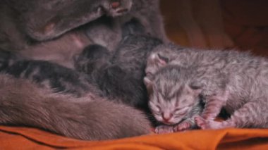 Küçük gri yeni doğmuş kedi yavruları safkan kedi annelerinden süt içerler. Gri evcil kedi yalan söyler ve yavrularını besler. Hayvanlar yavrularını yalıyor. Şirin kediler ebeveyn yemeklerine sürünüyor..