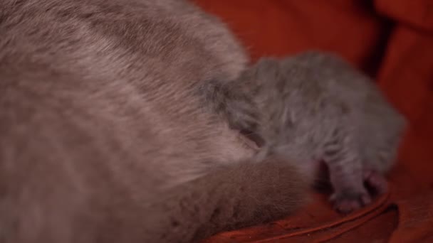 Novorozená Šedá Koťátka Krásně Spí Hromadě Malá Čistokrevná Koťátka Leží — Stock video